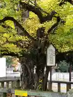 誕生寺の自然