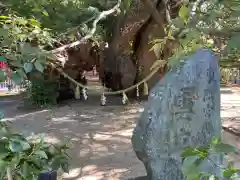 浜松八幡宮の自然