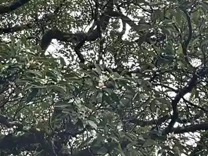 熊野速玉大社(和歌山県)(2024年03月10日(日) 15時57分16秒投稿)