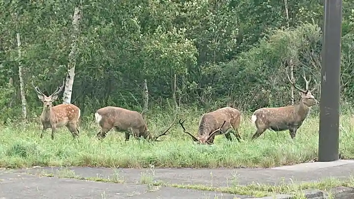 樽前山神社の動物