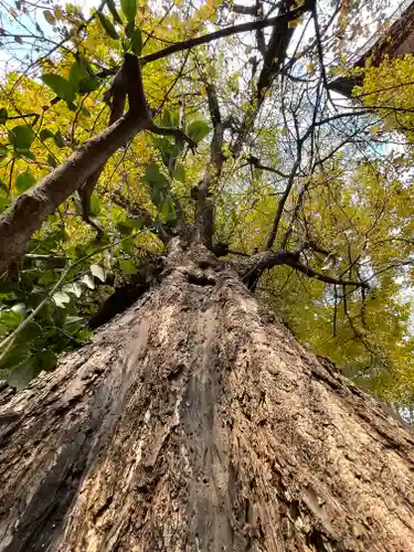 秩父神社の自然