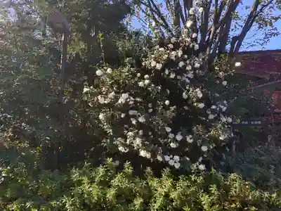 阿佐ヶ谷神明宮(東京都)