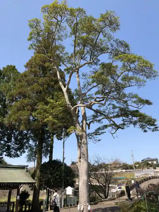 西寒多神社の自然