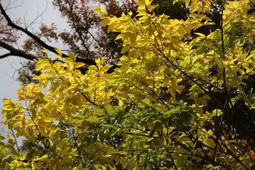 阿久津「田村神社」（郡山市阿久津町）旧社名：伊豆箱根三嶋三社の景色