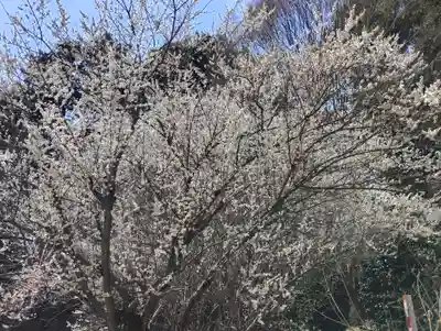 千代ケ岡八幡宮(栃木県)