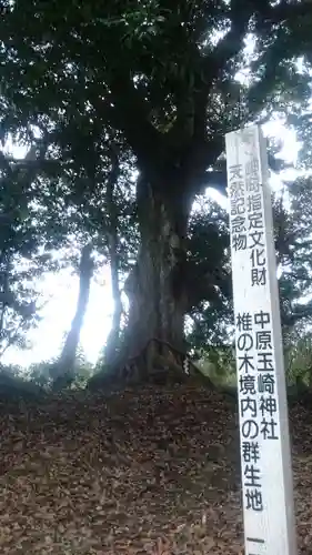 玉﨑神社の自然