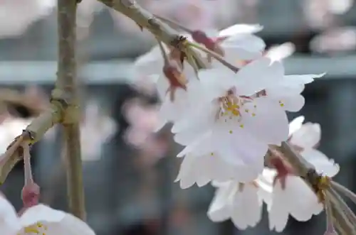 久遠寺(山梨県)
