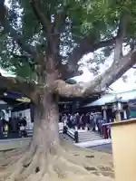 穴八幡宮の自然