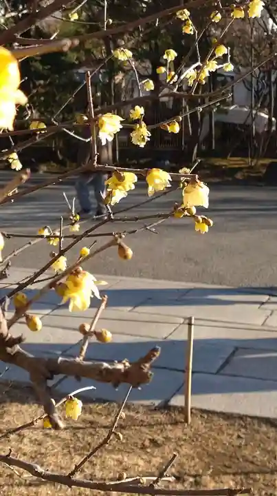 浅草神社の自然