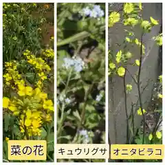 伊勢原 法泉寺の自然