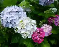 月照寺(島根県)