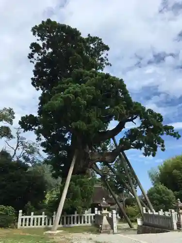 玉若酢命神社の自然