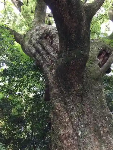 月夜見宮（豊受大神宮別宮）の自然