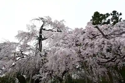 三宝院（三宝院門跡）(京都府)