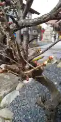 大鏑神社の自然