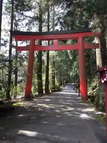 箱根神社の鳥居