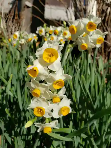 鳩森八幡神社の自然