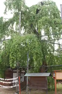 齋神社(滋賀県)
