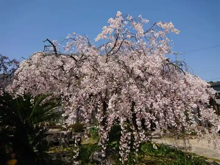 明星院(愛知県)