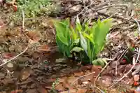鹿島大神宮の自然