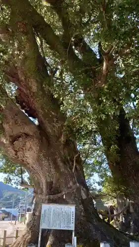尾鷲神社の自然