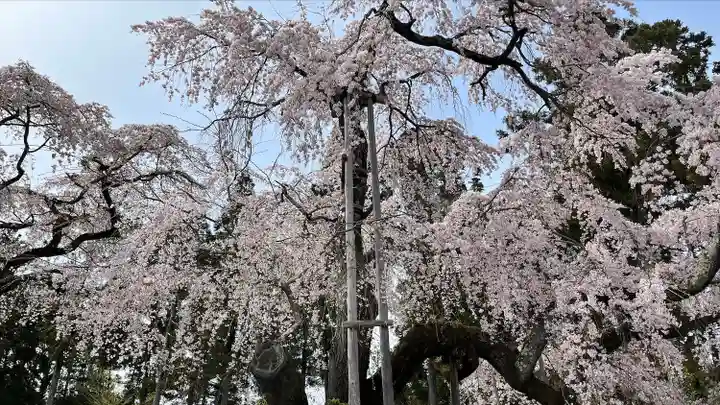 醍醐寺(京都府)