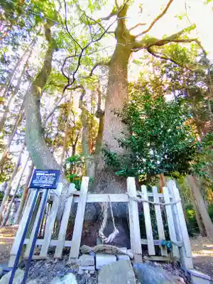熊野社（塔野地）の自然