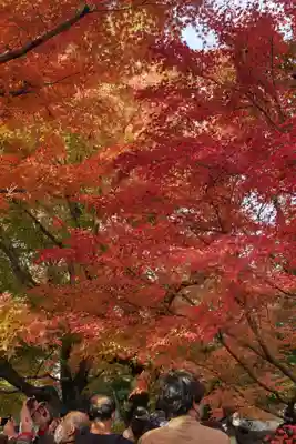 東福禅寺(東福寺)(京都府)