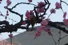 菅原天満宮（菅原神社）(奈良県)