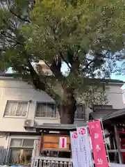 鳥越神社(東京都)