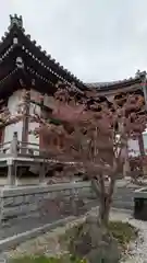 念佛寺（念仏寺）(京都府)