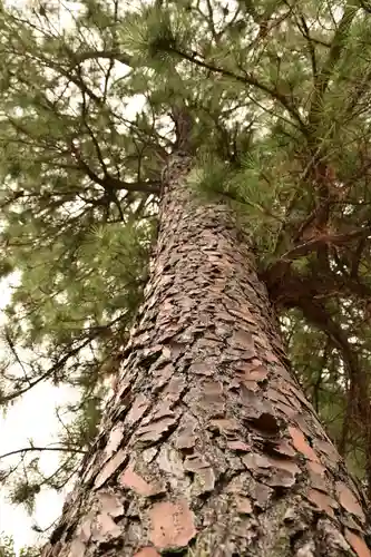 忌部神社の自然
