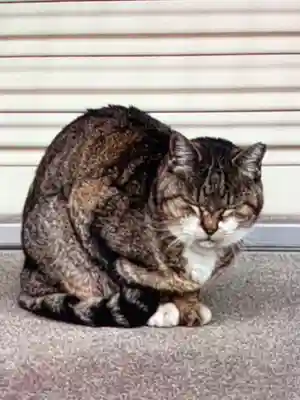 白金氷川神社(東京都)