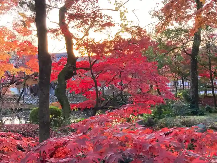 禅林寺(永観堂)の自然