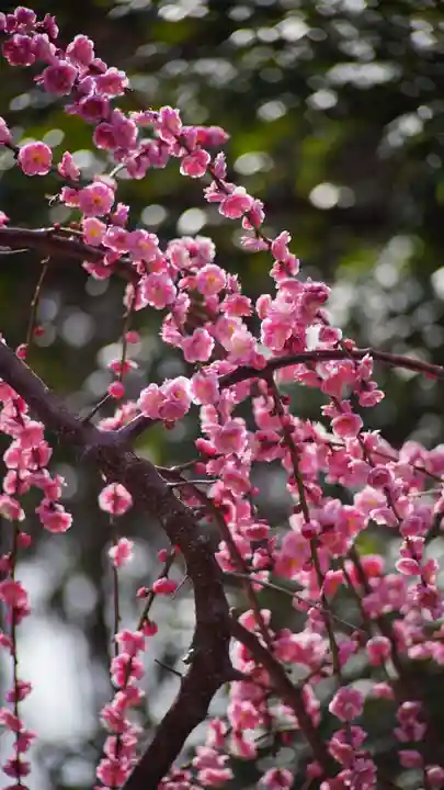 城南宮(京都府)