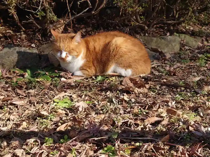 淨眞寺(東京都)