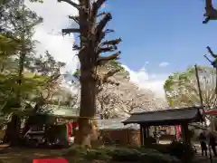 前原御嶽神社の自然