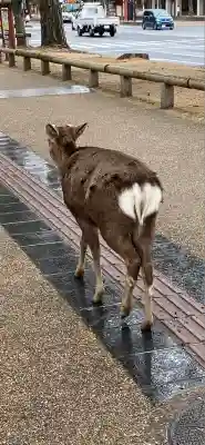 厳島神社(東大寺境内社)(奈良県)