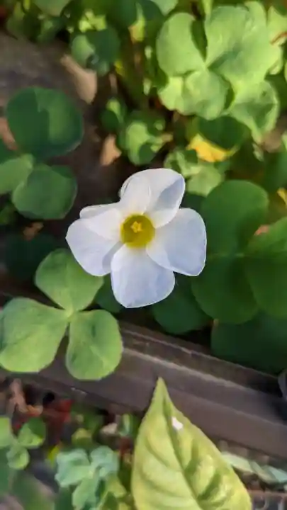 星大明社の自然
