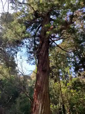 丸郷神社の自然