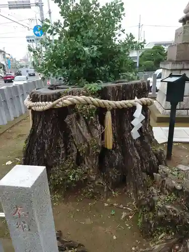守谷総鎮守 八坂神社の自然