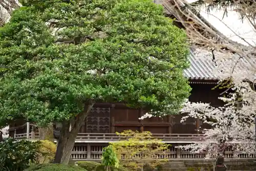 寛永寺(根本中堂)の自然