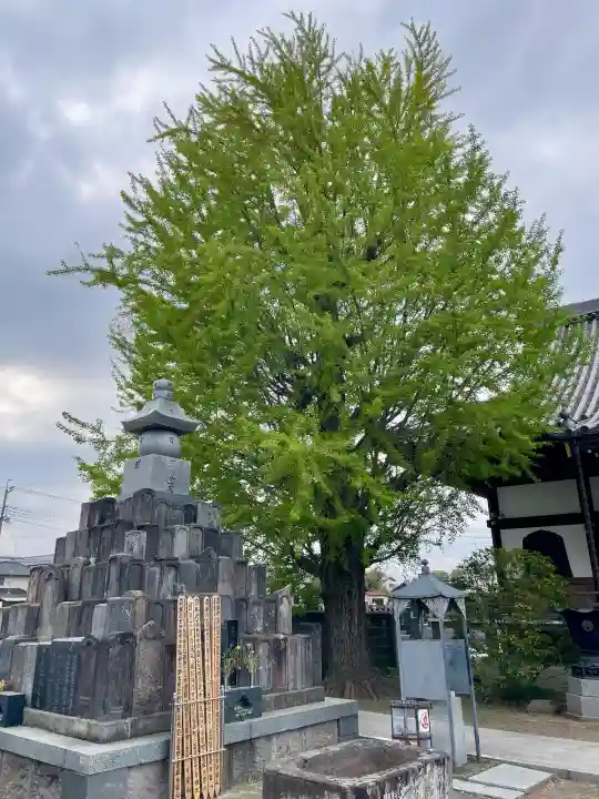 九品寺の{uncategorized: "未分類", other: "その他", undefined: "問題あり", building: "その他建物", grave: "お墓", sacred_gate: "鳥居", guardian: "狛犬", statue: "像", buddha: "仏像", history: "歴史", nature: "自然", garden: "庭園", animal: "動物", pagoda: "塔", temizu: "手水舎", mountain_gate: "山門・神門", sanctuary: "本殿・本堂", subordinate: "末社・摂社", art: "芸術", scenery: "景色", jizo: "地蔵", ema: "絵馬", goshuin: "御朱印", omikuji: "おみくじ", items: "授与品その他", amulet: "お守り", goshuincho: "御朱印帳", eats: "食事", festival: "お祭り", votive_dance: "神楽", shichigosan: "七五三参", wedding: "結婚式", experience: "体験その他", initially: "初詣", around: "周辺", anti_infection: "感染症対策"}