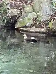 泉神社の動物