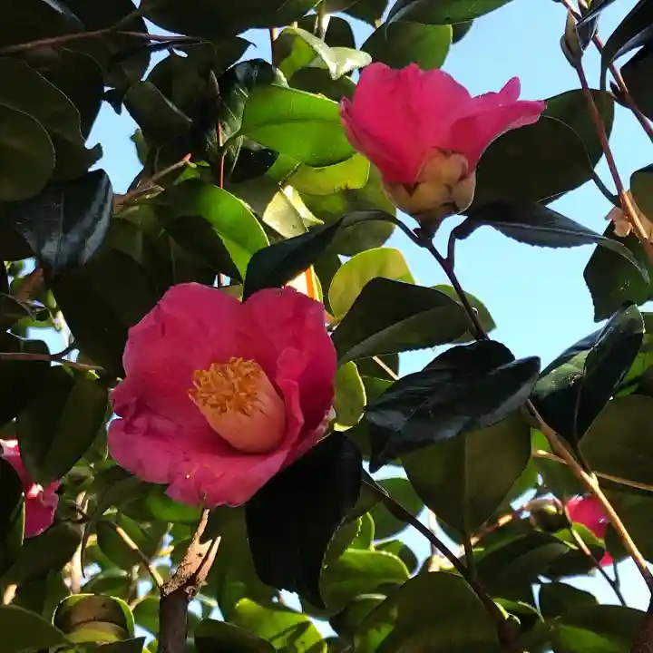 横浜 西方寺の自然