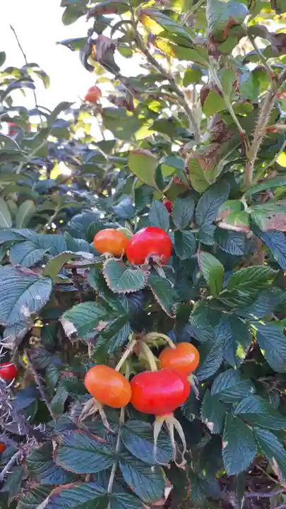 稲荷神社の自然