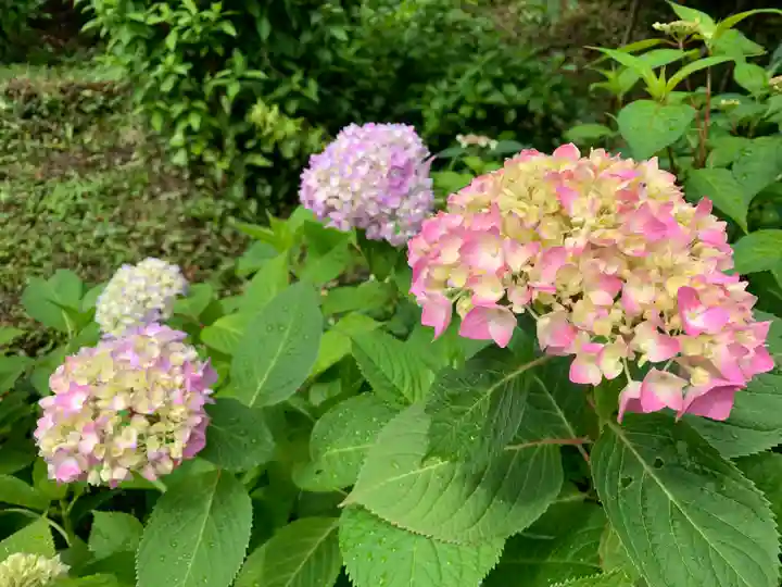 普門寺(切り絵御朱印発祥の寺)(愛知県)