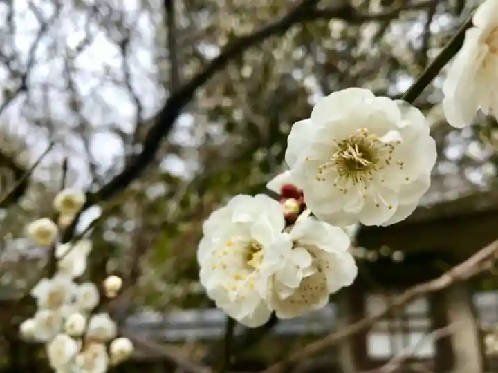 梅宮大社の自然