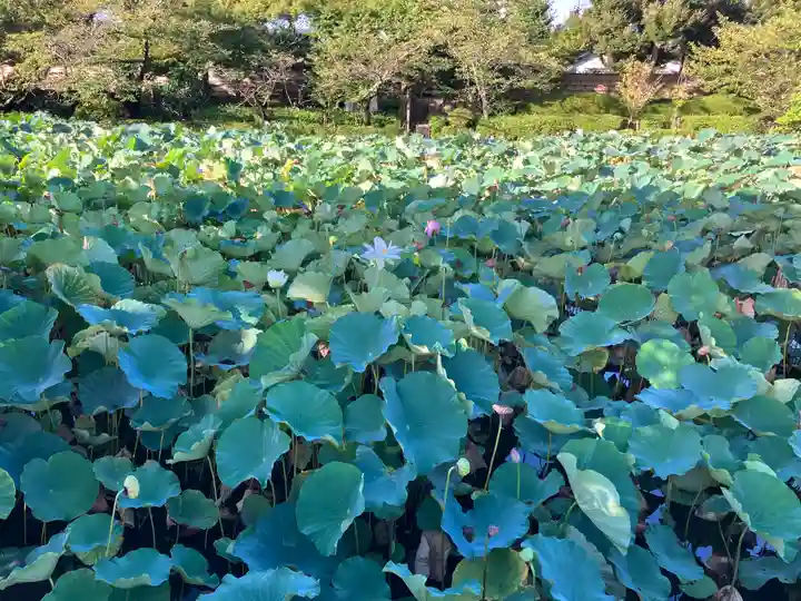 鶴岡八幡宮の自然
