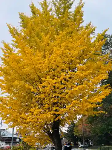 中尊寺(岩手県)
